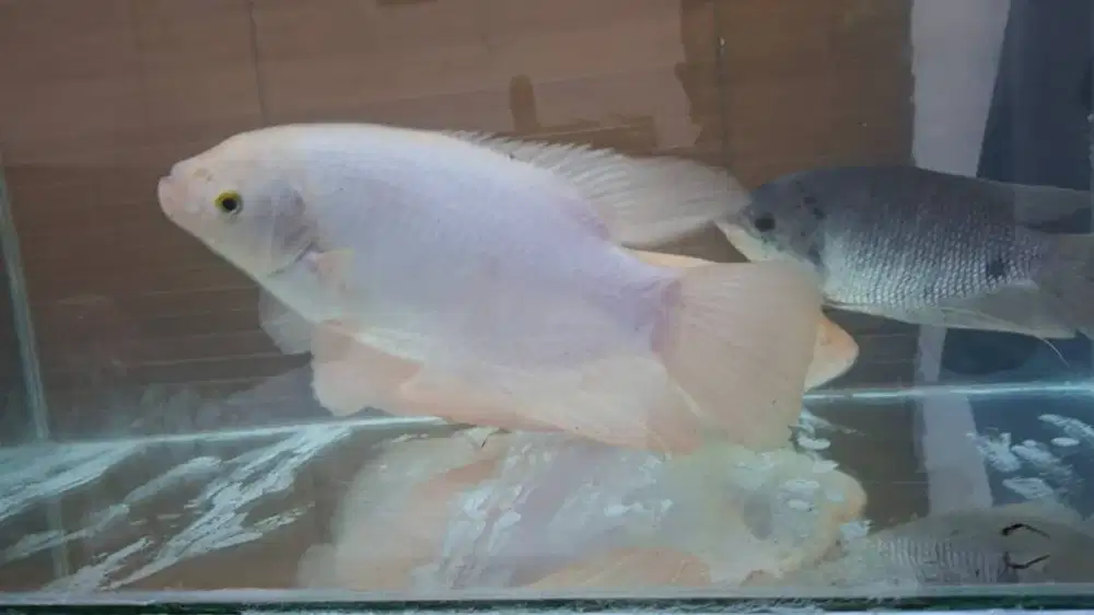 Gurame padang 6 jari