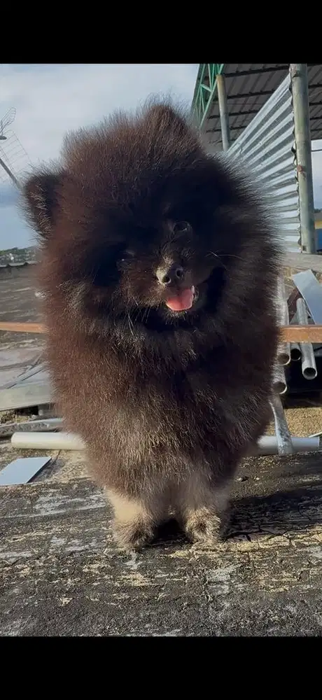 Mini pom jantan