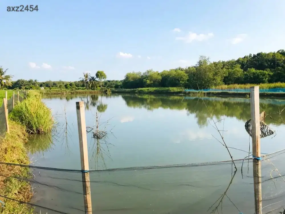 JUAL TANAH TAMBAK 4,5 HA TANAH MERAH SUMENEP MADURA