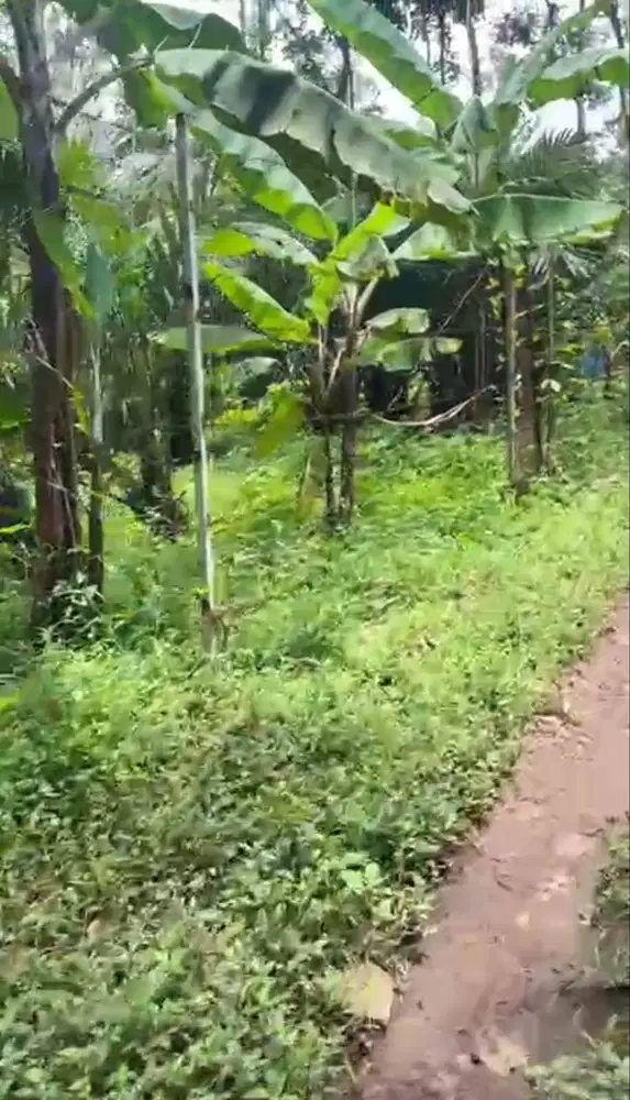 Dijual Tanah Kebun Desa Penanggungan Trawas Mojokerto