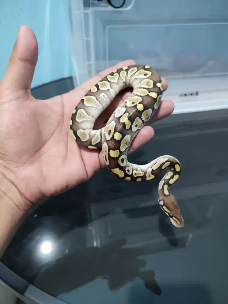 ballpython lesser + female super jinak
