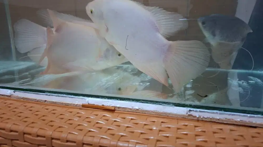 gurame padang 6 jari