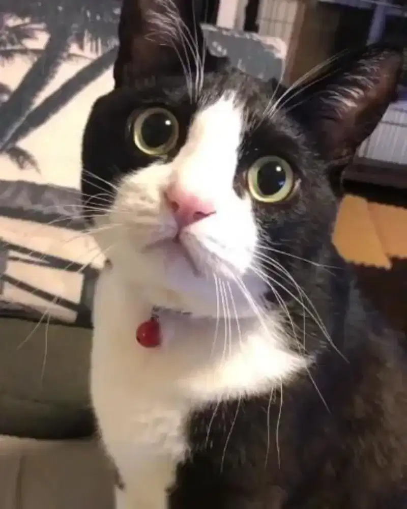 Kucing anggora warna hitam