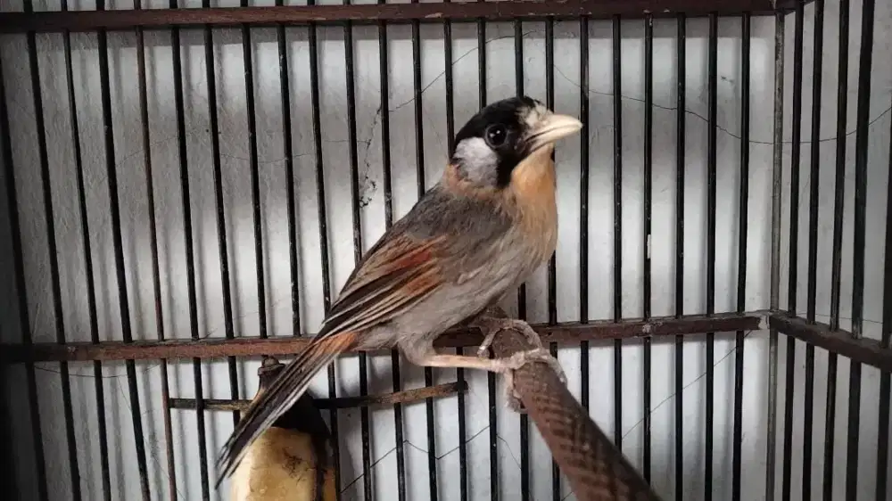 PW betina rawatan mulus