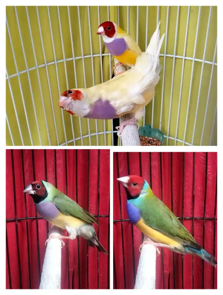 Gould Amadine 2 pasang siap tangkar