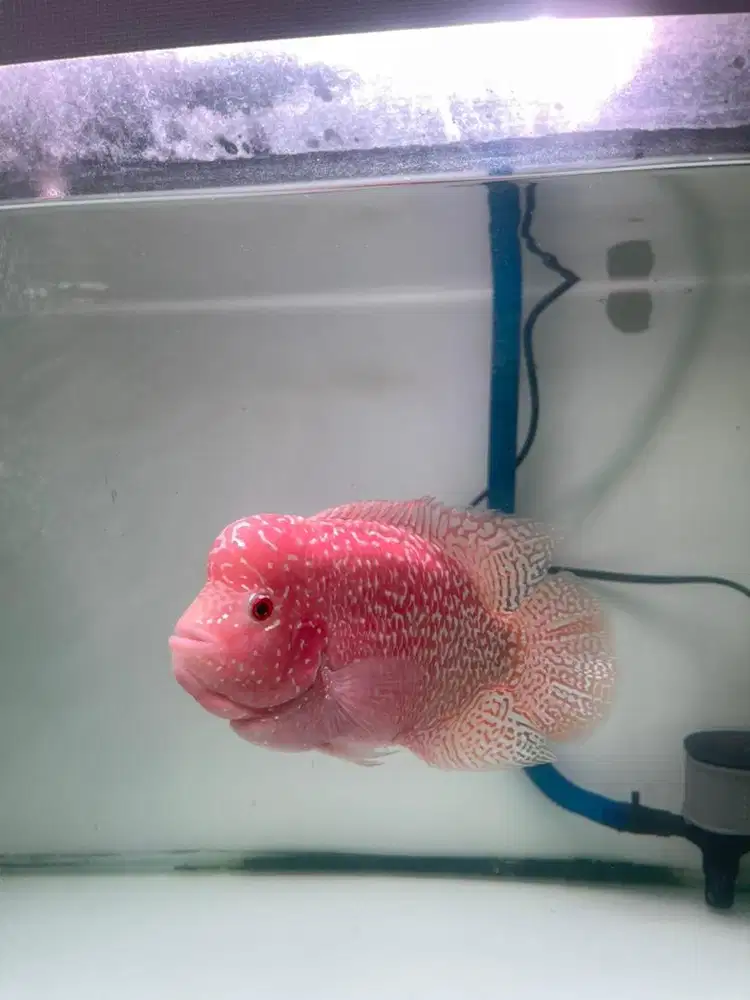 CENCU GB EKOR LEBAR BODY KOTAK