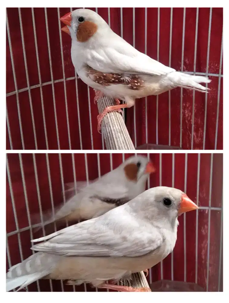 Zebra Finch jenis Isabel sepasang jodoan
