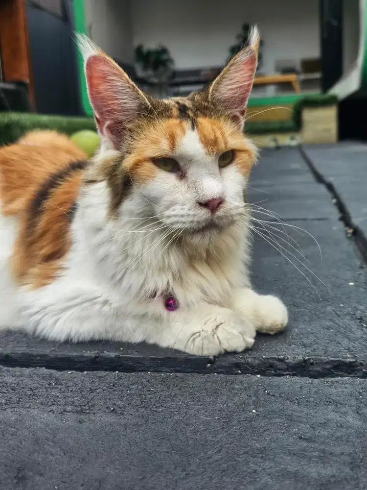 Open adopsi kucing maencon