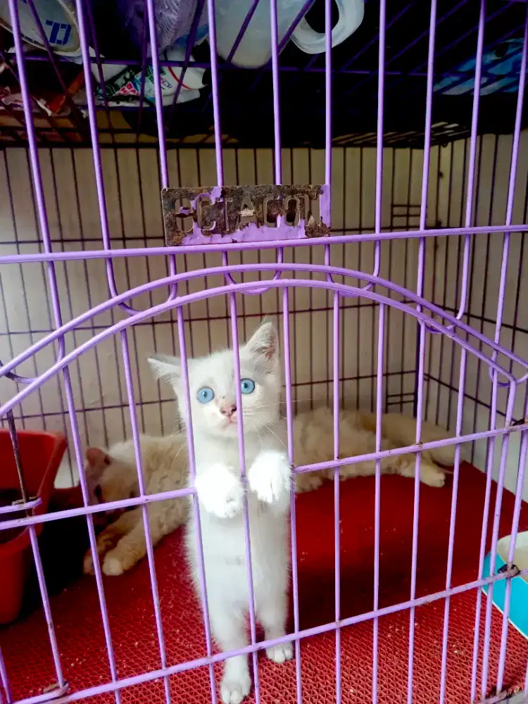 Kucing kitten Persia Himalaya anggora