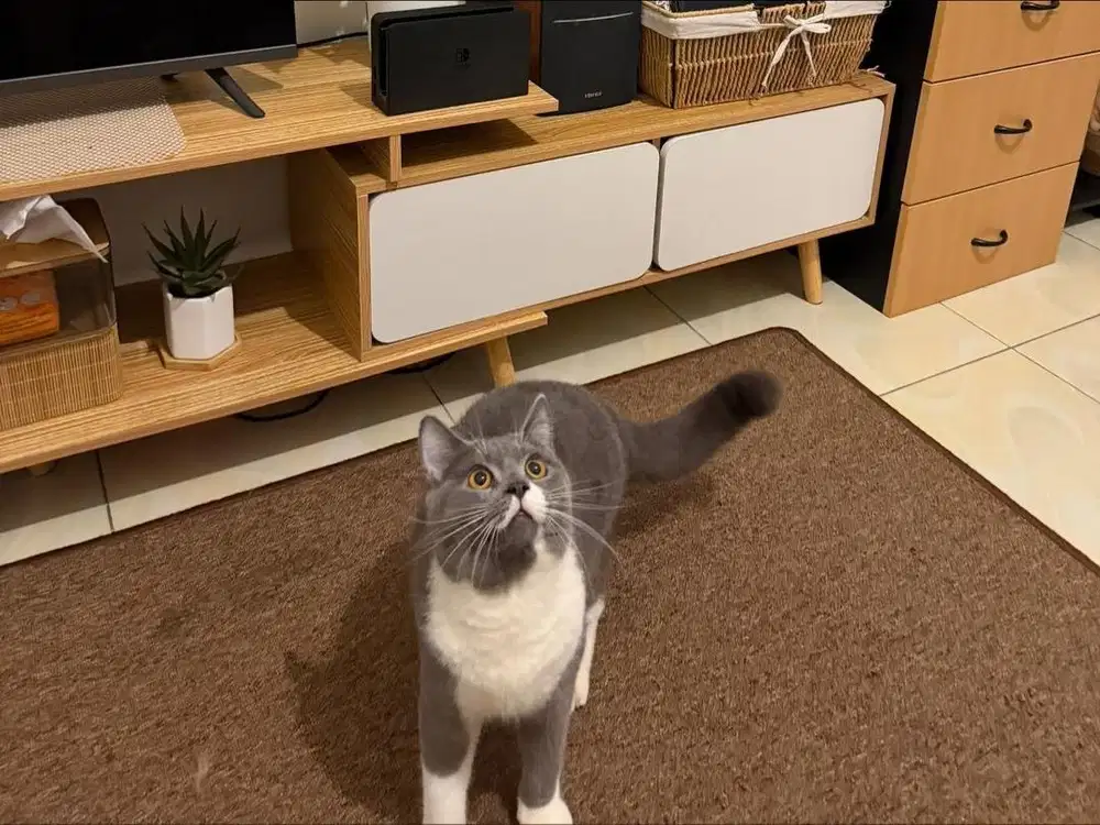 Bsh jantan bico blue 10 bulan