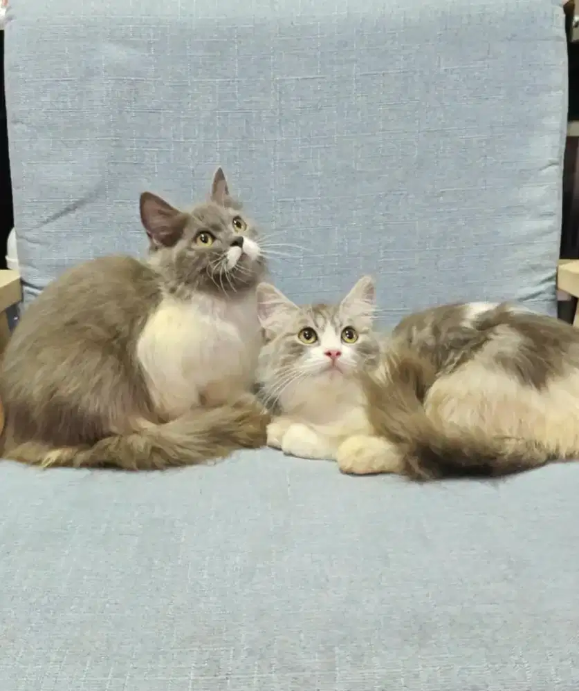 kucing kitten anakan anggora persia ragdoll himalaya mainecoon