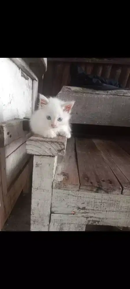 Di jual kitten Persia Rusia