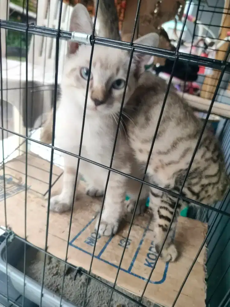 Yg mw angkut kasih harga aj cocok langsung cekout sma kandangnya