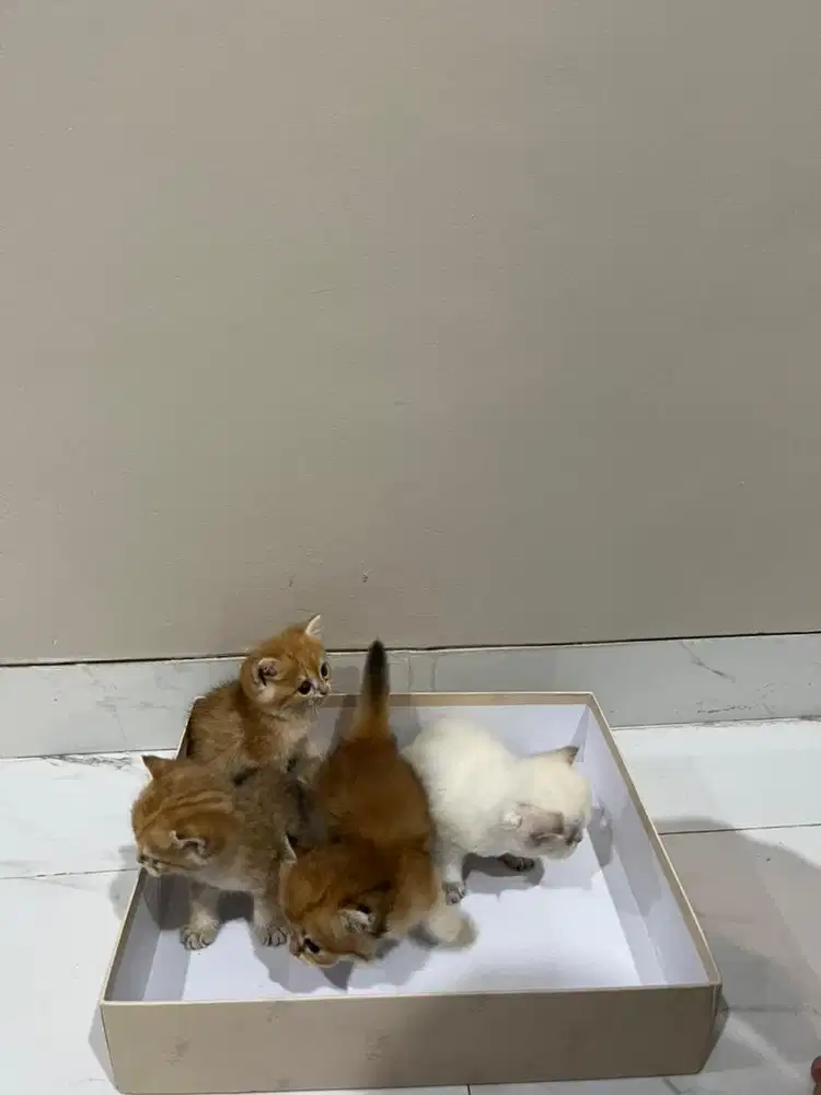 Lepas bermahar kucing british short hair