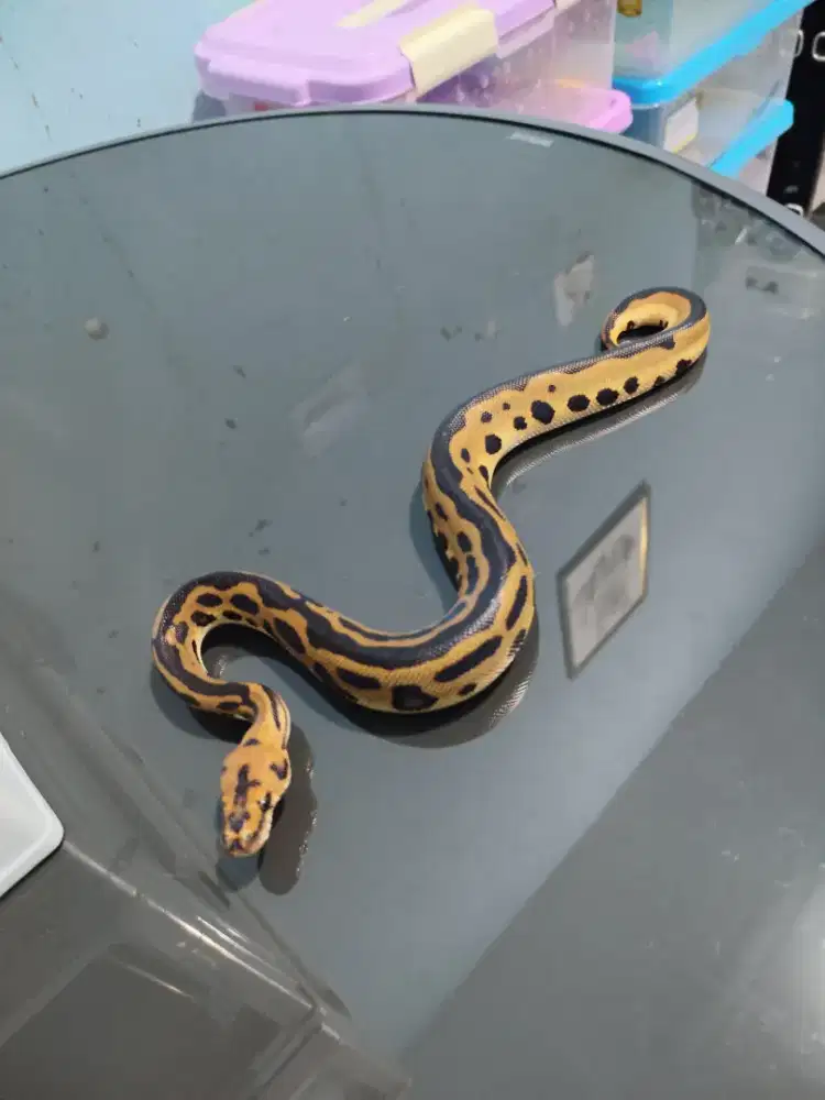 ballpython m leopard clown ph 66% dg hypo