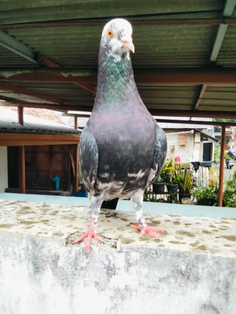 Burung dara sepasang giring