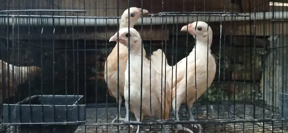 Ayam hias batik chamois