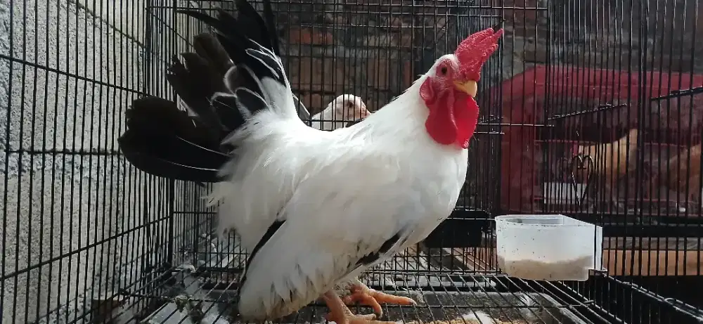 Ayam hias kate chabo jantan