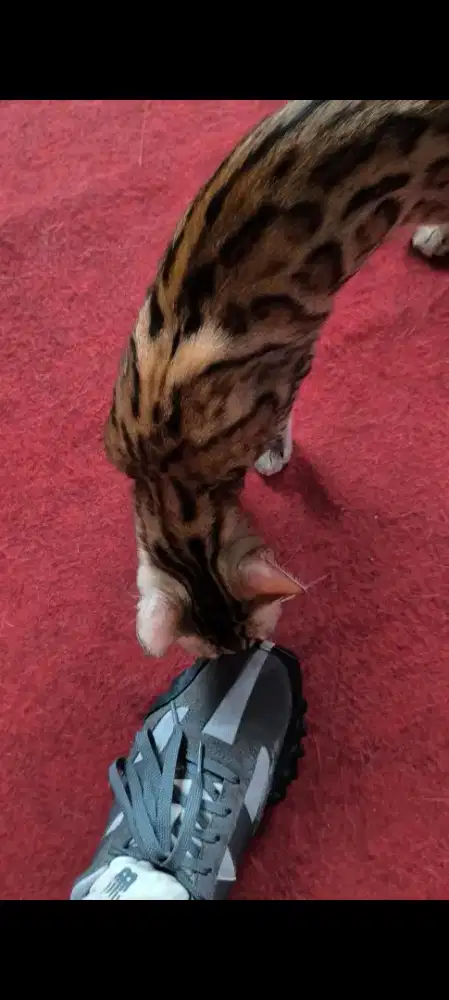 Kucing Bengaal  betina