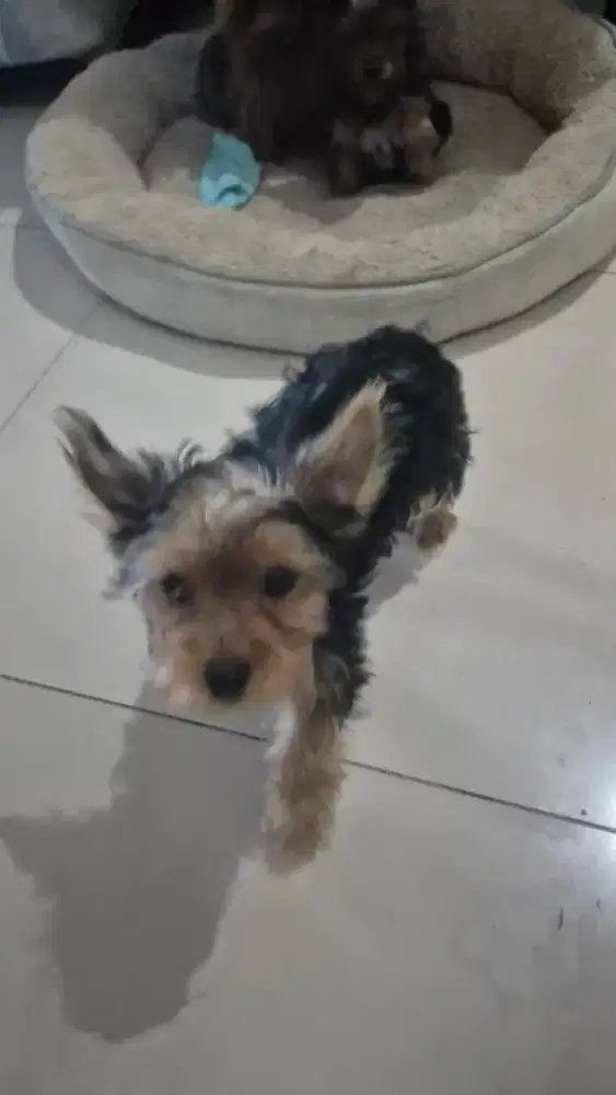Puppy Yorkshire Jantan