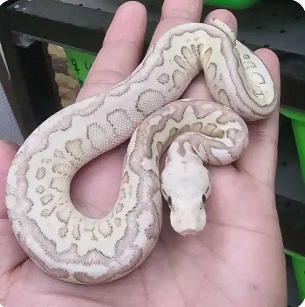 ballpython pastel clown lesser spotnose pastel female