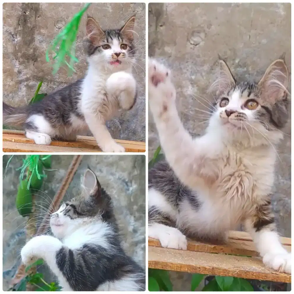 Kucing kitten mainecoon nonped betina 2.5 bulan