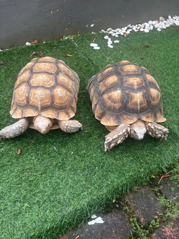 Kura Kura Sulcata 28cm Jual Cepat (2 Ekor Betina - Nego)