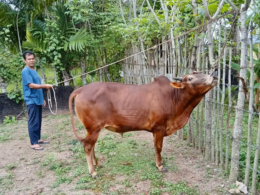 Sapi qurban sehat