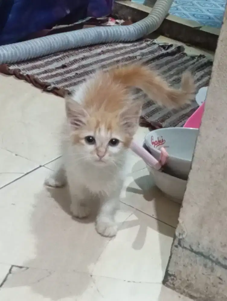 Kucing kitten persia mix betina