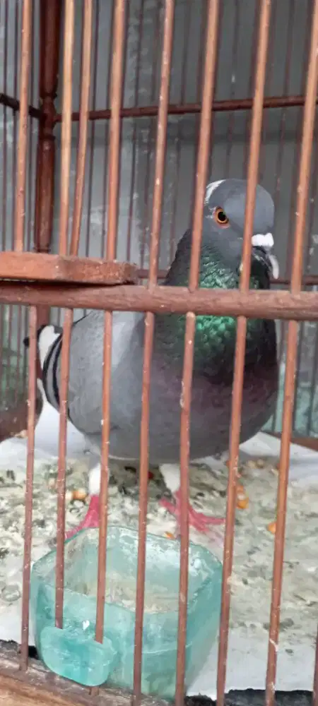 Merpati tinggian jantan