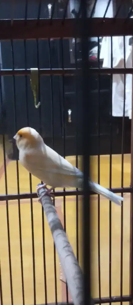 Jual burung kenari AF orange