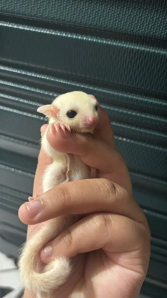 SUGAR GLIDER LEUCISTIC PUTIH UMUR 1-2  BULAN