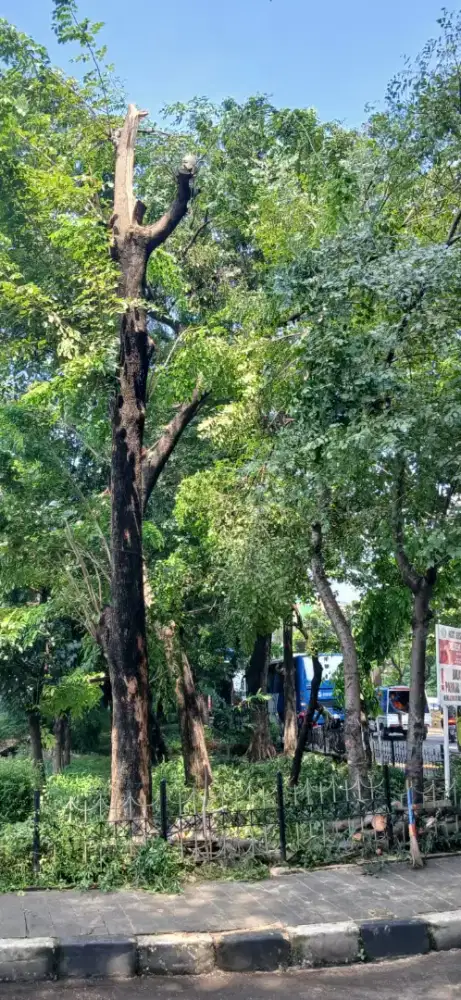 Menerima jasa pangkas dan tebang pohon