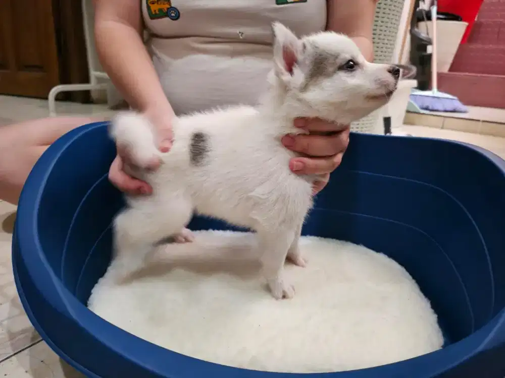 Anak anjing puppies pomsky mata flip flop