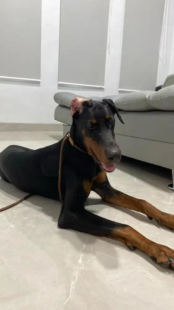 doberman 7bulan betina