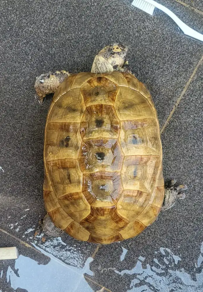 Kura kura golden greek dewasa