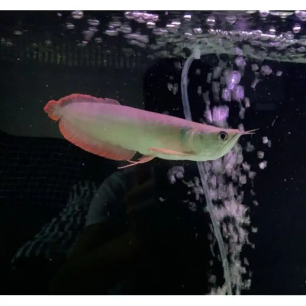 baby arwarna silver red kalideres