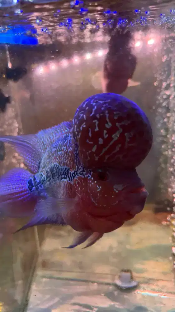 IKAN LOUHAN Jenong Besar & Merah