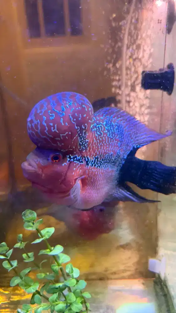 For Sale Ikan Louhan Jenong besar Ekor Hitam