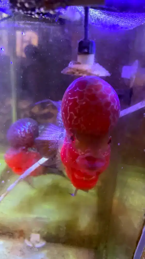 Dijual Ikan Louhan Jenong besar skl , Red