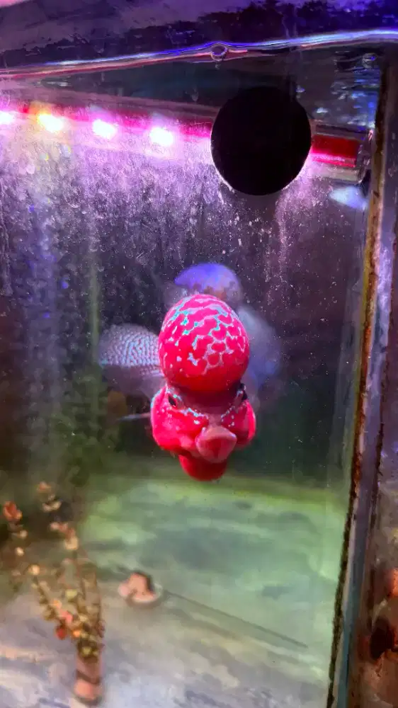 Ikan Louhan Jenong Besar skl Red