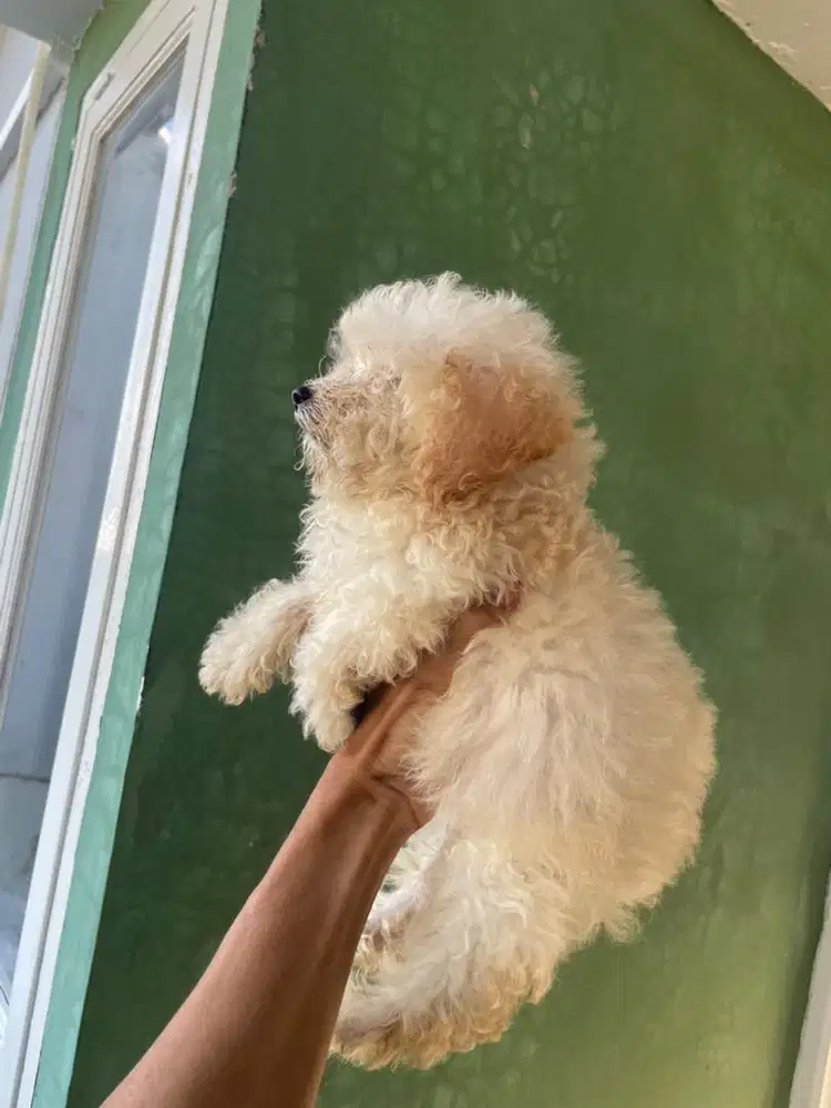 Dijual anjing tiny poodle apricot berina