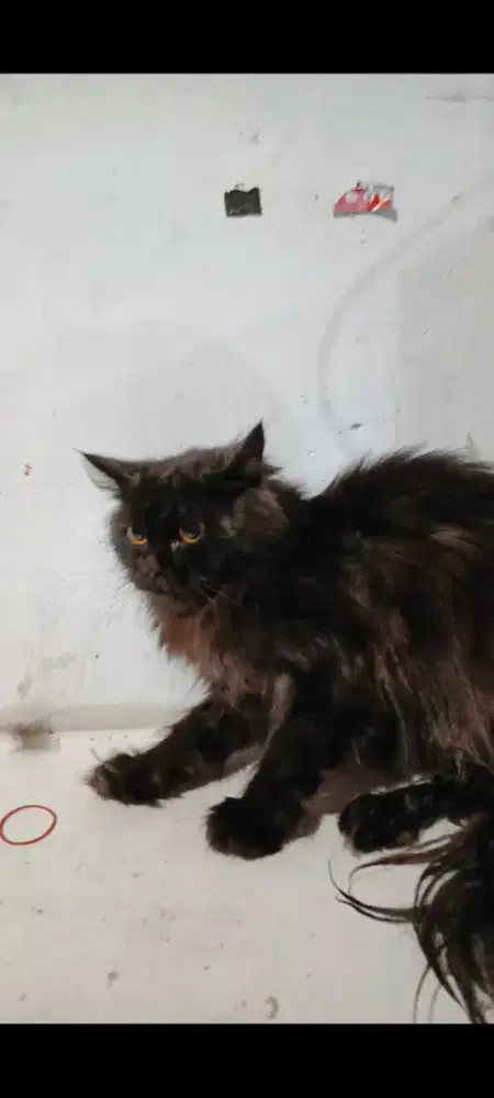 Mainecoon mix Persia 8bulan jantan