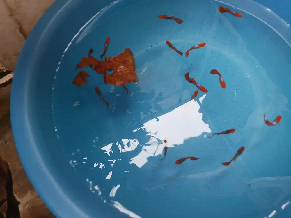 Ikan gupy tuxedo koi