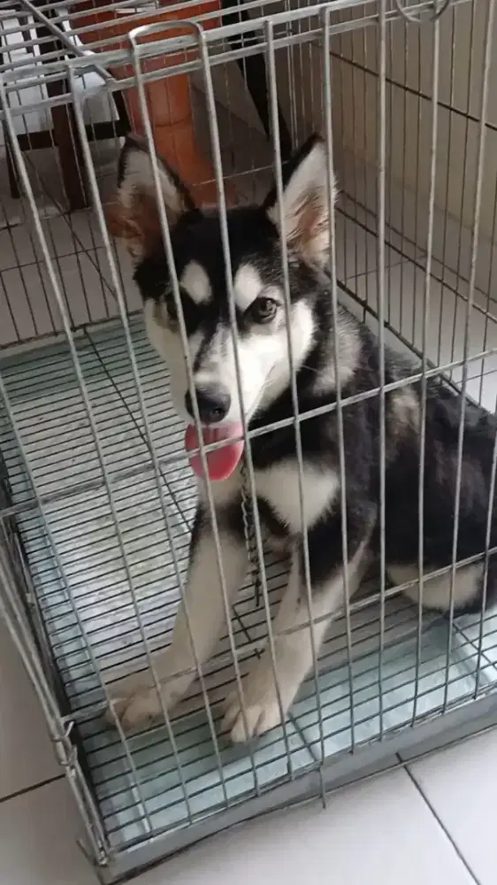 Anjing Husky Siberian