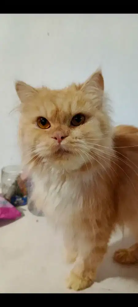 Kucing Persia betina 1th