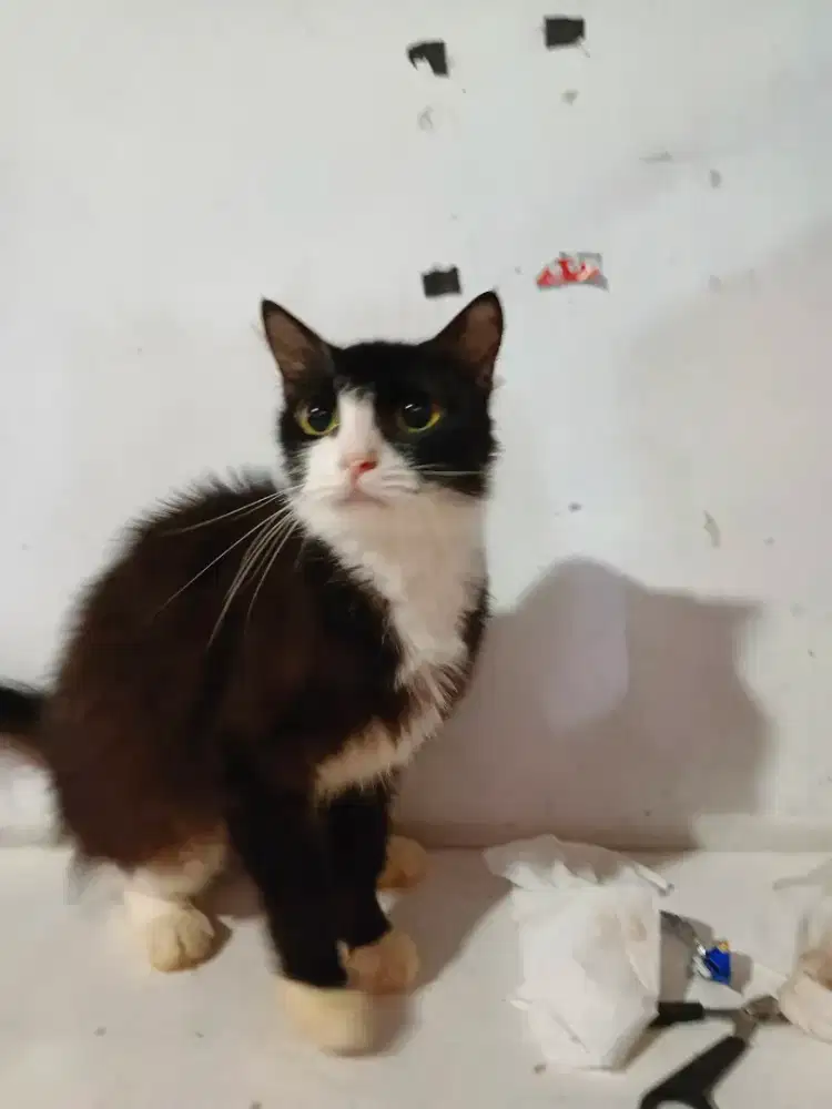 Persia mixdom betina 1,5th