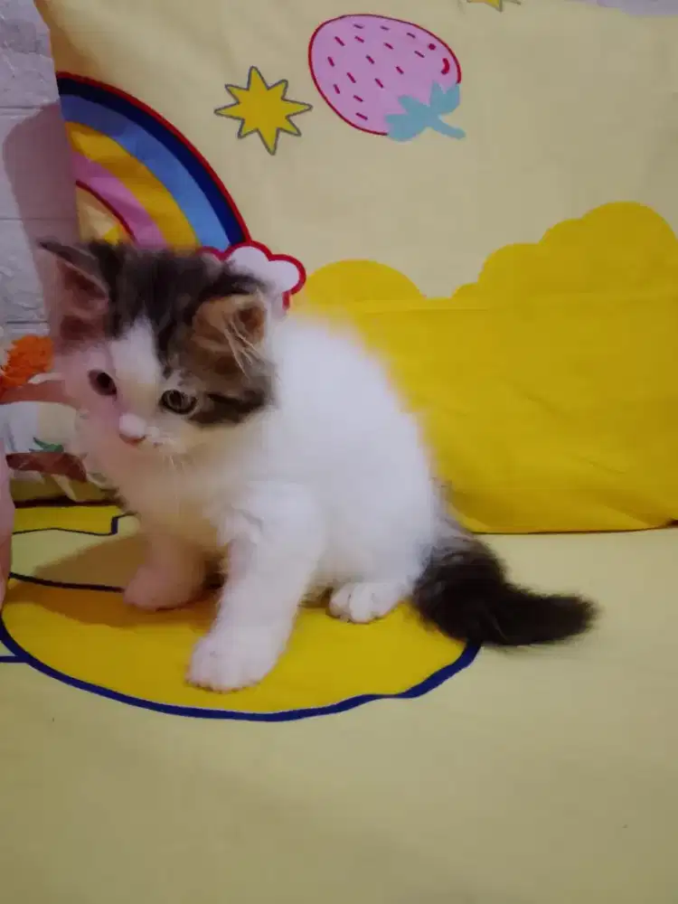 Lepas adopsi kitten persia