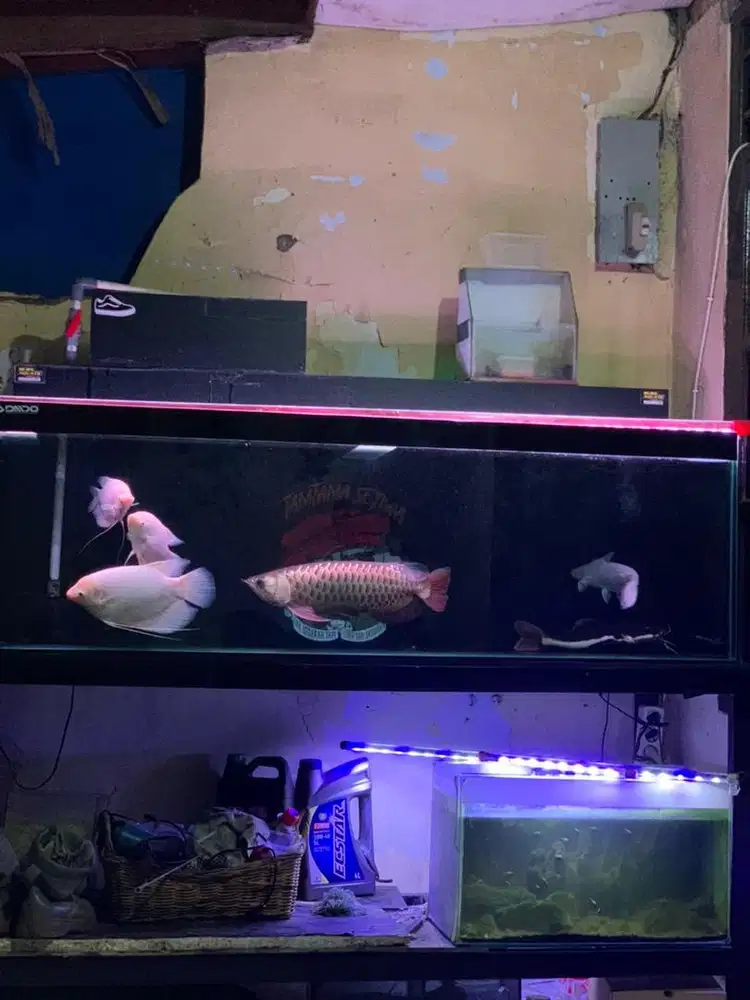Aquarium + meja P.165 L.65 T.50