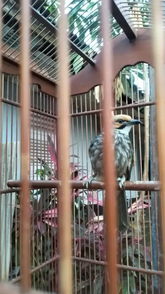 Cucak rowo betina dna mapan